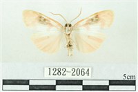 臺雪苔蛾藏品圖，第2張