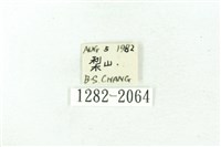 臺雪苔蛾藏品圖，第3張