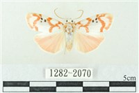 臺雪苔蛾藏品圖，第1張