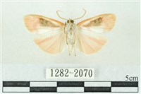 臺雪苔蛾藏品圖，第2張