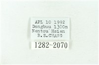 臺雪苔蛾藏品圖，第3張