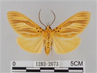 橙擬燈蛾藏品圖，第1張