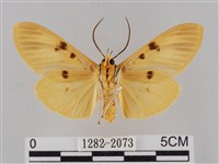 橙擬燈蛾藏品圖，第2張