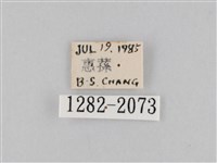 橙擬燈蛾藏品圖，第3張