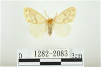 寬紋黃毒蛾藏品圖，第1張