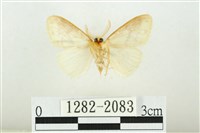 寬紋黃毒蛾藏品圖，第2張