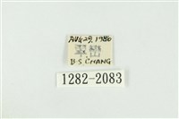 寬紋黃毒蛾藏品圖，第3張