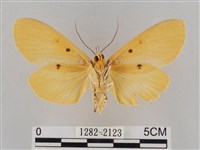 橙擬燈蛾藏品圖，第2張