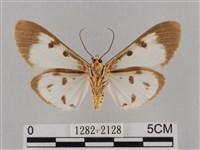 長斑擬燈蛾藏品圖，第2張