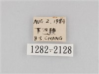 長斑擬燈蛾藏品圖，第3張