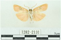 臺雪苔蛾藏品圖，第2張