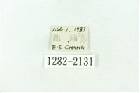 臺雪苔蛾藏品圖，第3張