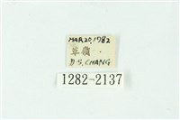 三條橙燈蛾藏品圖，第3張
