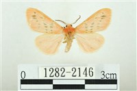 三條橙燈蛾藏品圖，第1張