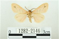 三條橙燈蛾藏品圖，第2張