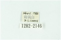 三條橙燈蛾藏品圖，第3張