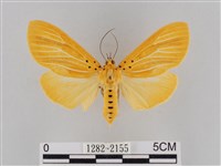 橙擬燈蛾藏品圖，第1張