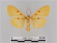 橙擬燈蛾藏品圖，第2張