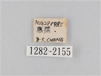 橙擬燈蛾藏品圖，第3張