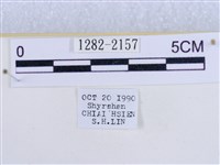 後凸蝶燈蛾藏品圖，第3張