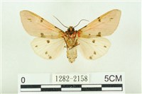 棍棒污燈蛾藏品圖，第2張