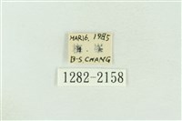 棍棒污燈蛾藏品圖，第3張