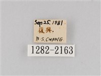 長斑擬燈蛾藏品圖，第3張