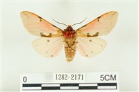 棍棒污燈蛾藏品圖，第2張