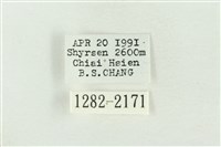 棍棒污燈蛾藏品圖，第3張