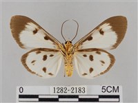 長斑擬燈蛾藏品圖，第2張