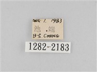 長斑擬燈蛾藏品圖，第3張