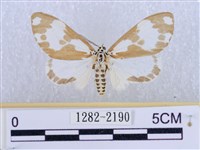 後凸蝶燈蛾藏品圖，第1張