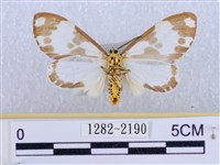 後凸蝶燈蛾藏品圖，第2張