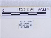 後凸蝶燈蛾藏品圖，第3張