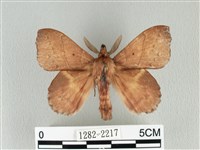 黃斑枯葉蛾藏品圖，第1張