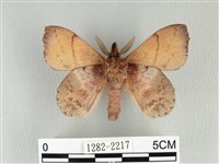 黃斑枯葉蛾藏品圖，第2張