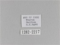 黃斑枯葉蛾藏品圖，第3張