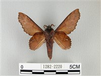 鋸緣枯葉蛾藏品圖，第2張