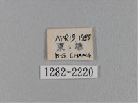 鋸緣枯葉蛾藏品圖，第3張