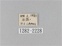 淡紋斜帶枯葉蛾藏品圖，第3張