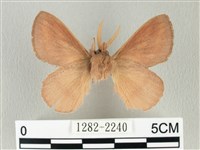 淡紋斜帶枯葉蛾藏品圖，第2張