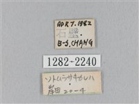 淡紋斜帶枯葉蛾藏品圖，第3張