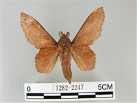 鋸緣枯葉蛾藏品圖，第1張