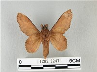 鋸緣枯葉蛾藏品圖，第2張