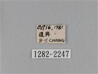 鋸緣枯葉蛾藏品圖，第3張