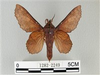 鋸緣枯葉蛾藏品圖，第1張