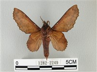 鋸緣枯葉蛾藏品圖，第2張