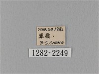 鋸緣枯葉蛾藏品圖，第3張