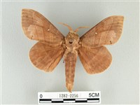 松大毛蟲藏品圖，第1張