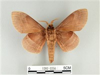 松大毛蟲藏品圖，第2張